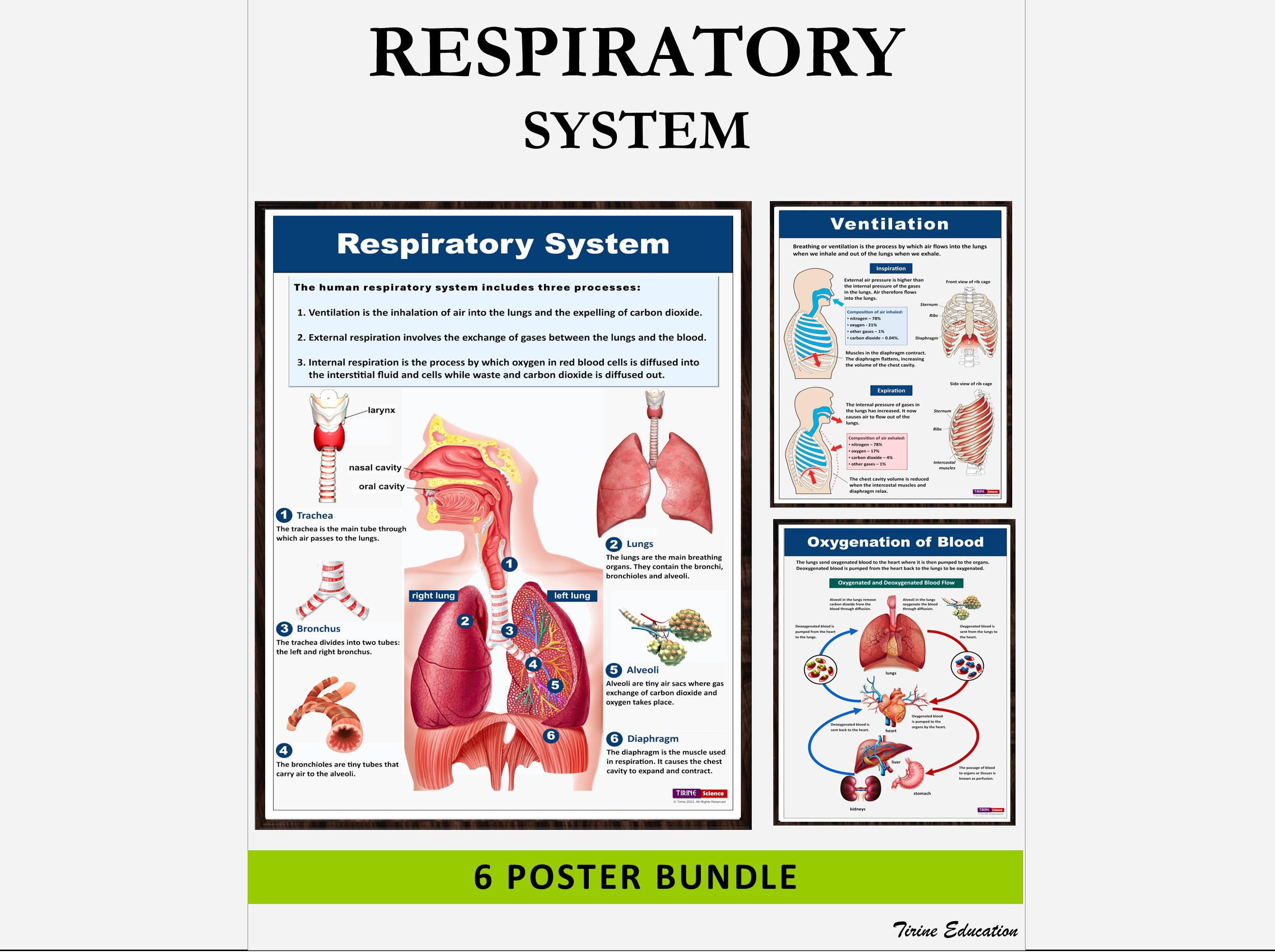 Respiratory system poster for classroom - Etsy België, image size:2683x2003