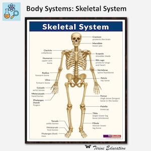Skeletal System Poster: Human Anatomy Classroom Decor (Digital Download)