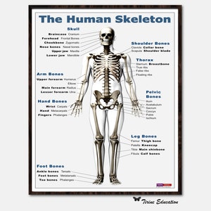Skelett Poster, Biologie Poster, Mittelschule Wissenschaft, High School Wissenschaft, Anatomie des Menschen, Lernposter, Klassenzimmer, Digital