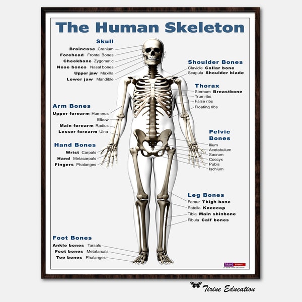 Human Skeleton, Biology Poster, Middle School Science, High School Science, Human Anatomy, Educational Poster, Classroom poster, Digital