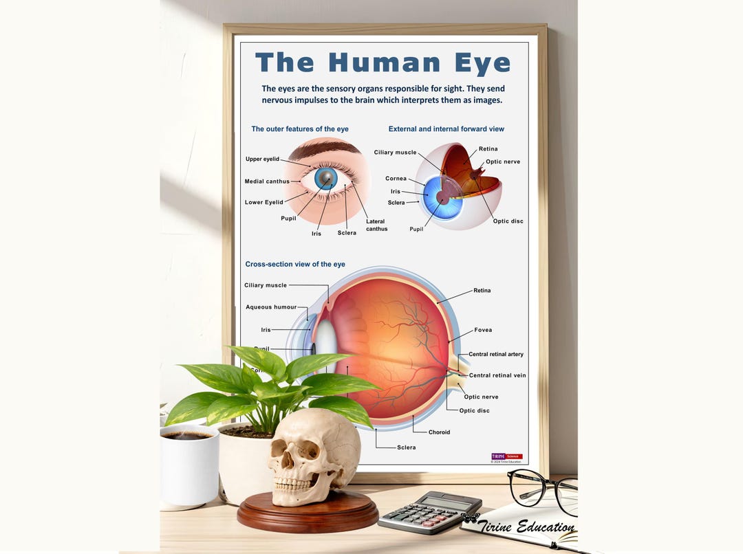 The Eye Poster, Detailed Diagram, Structure, Biology & Human Anatomy ...