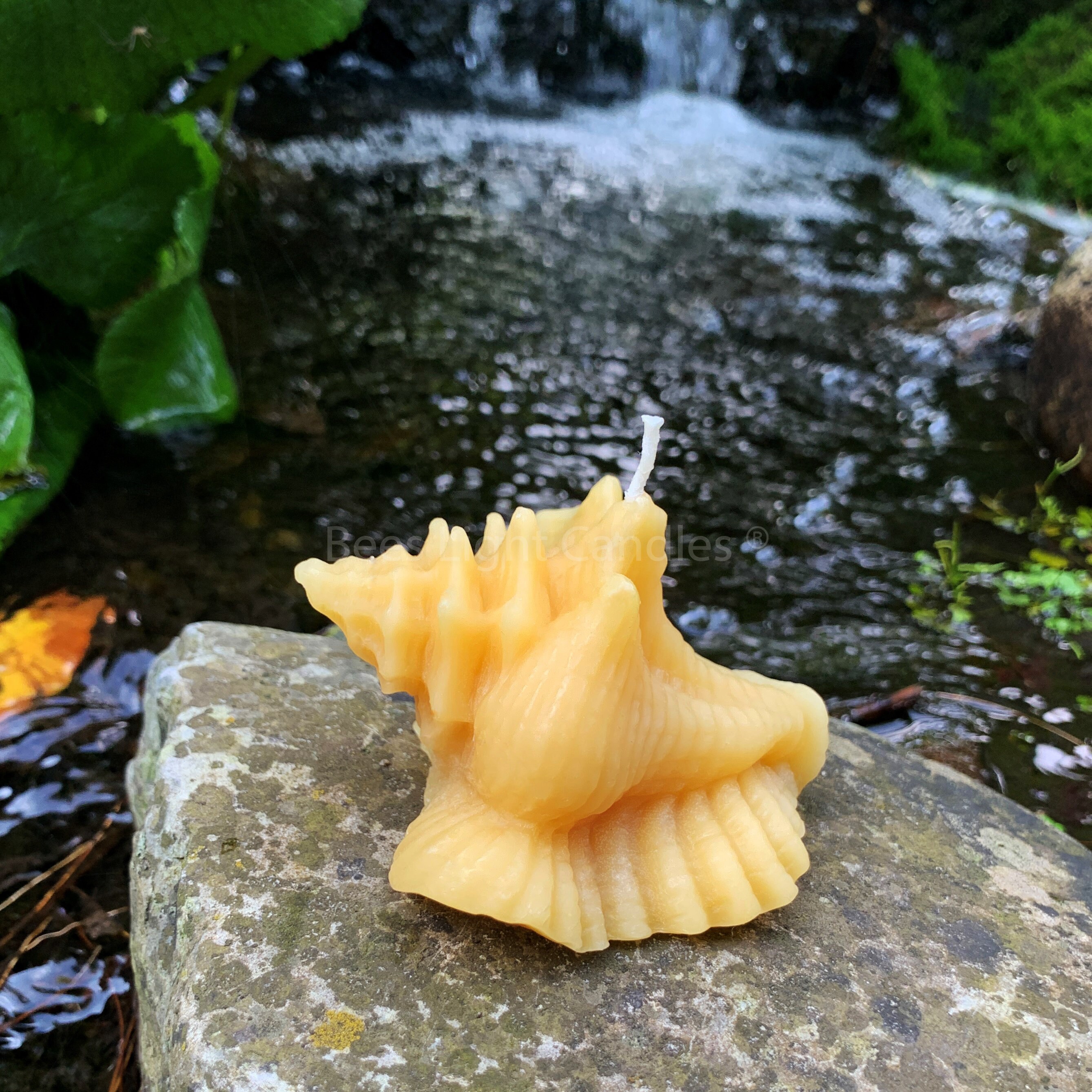 Seashell Beeswax Candle / Conch Shell / 100% All Natural Bees Wax