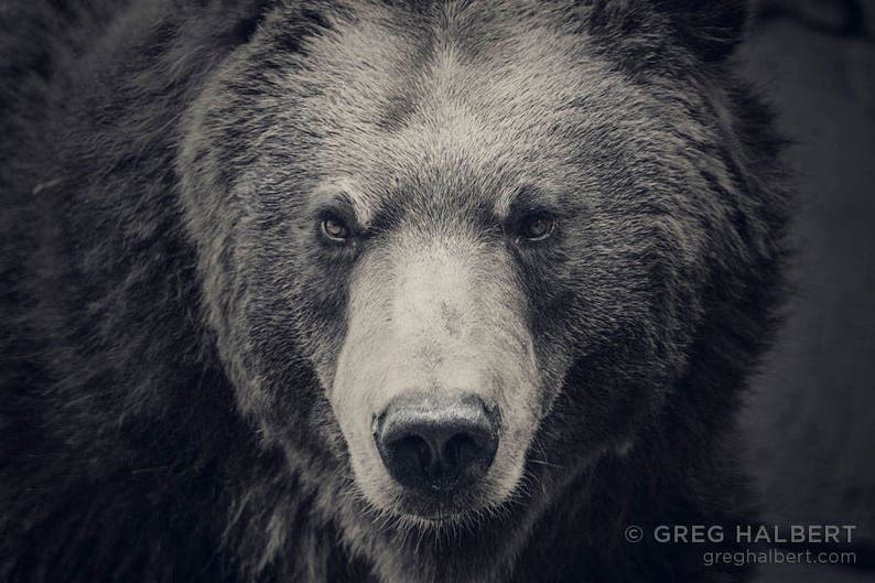 Grizzly Bear Closeup Print Etsy