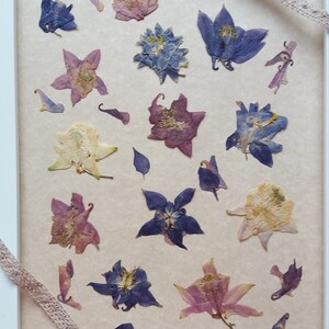 Campanula da giardino per la realizzazione di biglietti. Campanula pressata per progetti botanici. Forniture artigianali di fiori estivi. Fiori colorati da incorniciare.