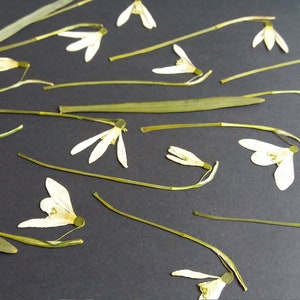Flores prensadas de Snowdrops reais. 10 unidades de Snowdrops brancos para projetos de primavera. Artesanato botânico de flores secas. Snowdrops para emolduramento, arte em resina.
