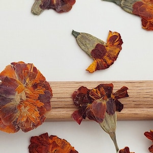 Fiore di calendula pressato per artigianato. Fiore di calendula essiccato. Fornitura naturale pressata a mano. Fiore arancione pressato. Progetti di fiori pressati.