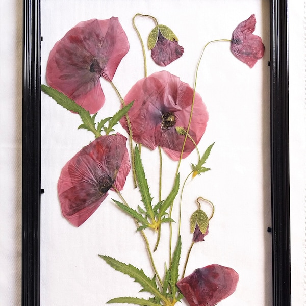 Pressed Poppy for framing. Real dried wild flower for craft projects. Red Poppies for flower art. Natural preserved flower supply. Poppy art