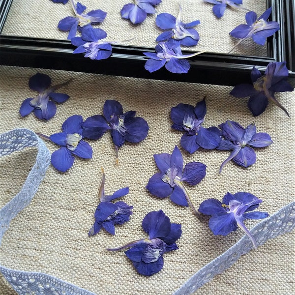 Real pressed Larkspur. Blue Delphinium for craft projects. Natural preserved flowers. Purple blue Delphinium for diy craft. Garden flowers.