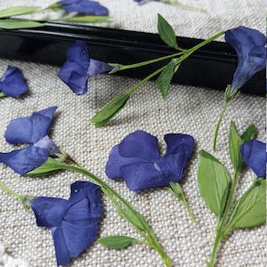 Fiore blu pressato. Fiore di Vinca minor essiccato per biglietti. Forniture floreali per progetti fai da te. Artigianato botanico. Piante naturali pressate a mano.