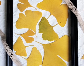 Gingko leaves. Pressed yellow Gingko leaves. Yellow fall leaves. Gingko art project supply. Hand pressed real Gingko fall leaves.