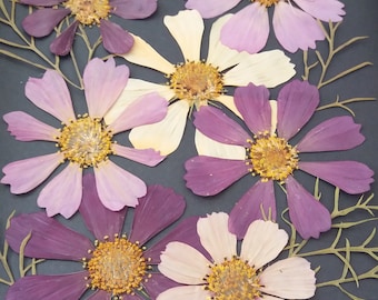 Véritable fleur de Cosmos pressée pour l'encadrement. Grande couleur de mélange de fleurs Cosmos pour les projets d'artisanat. Encadrement de fleurs bricolage. Fourniture de fleurs séchées.