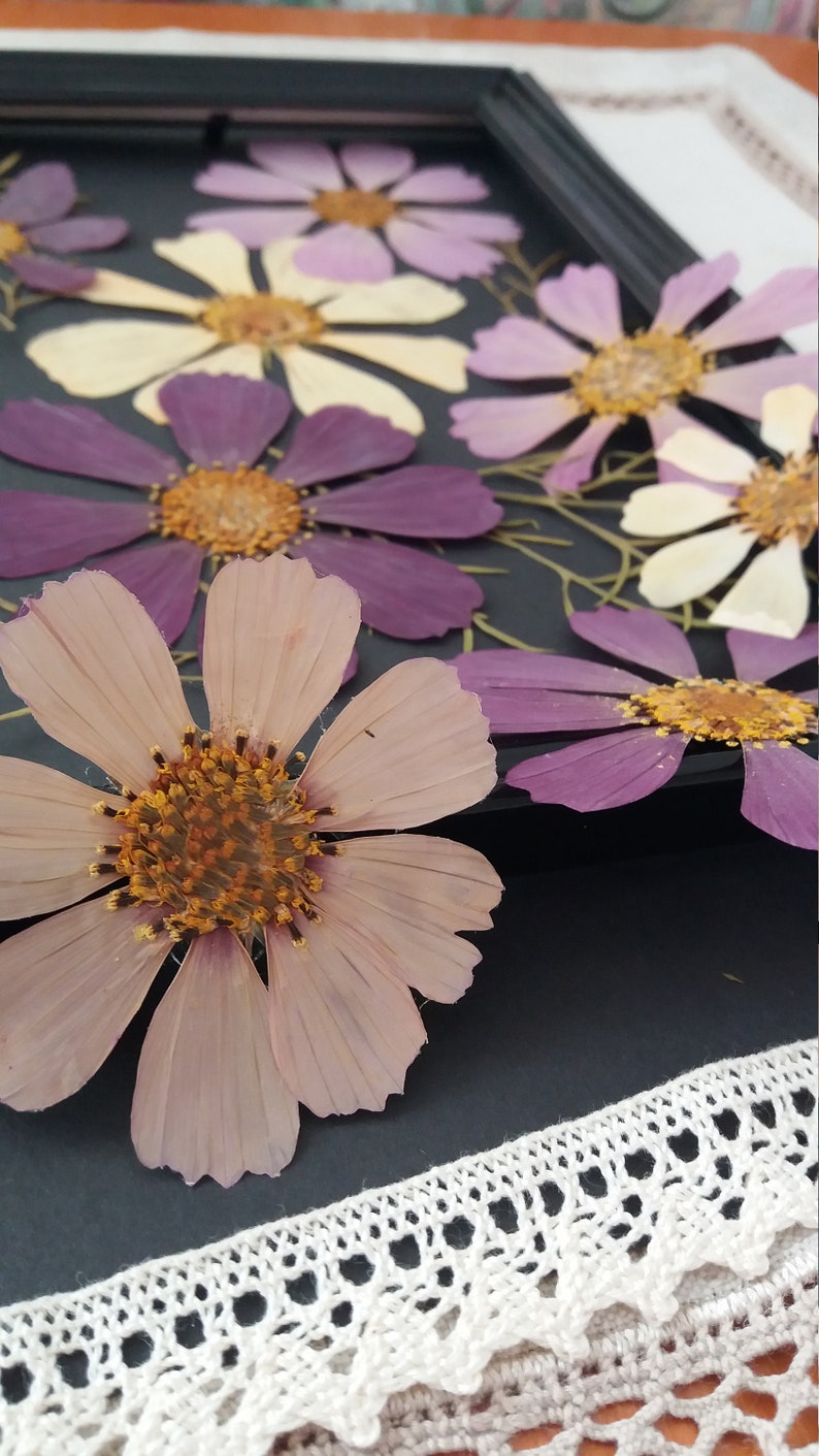 Real pressed Cosmos flower for framing. Large Cosmos flower mix color for craft projects. DIY flower framing. Dried flower supply. image 5