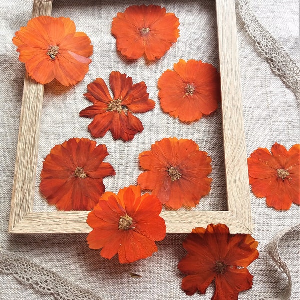 Pressed orange Cosmos flower. Natural dried flower for craft projects. Pressed flower for framing, home decoration. Botanical art supply.
