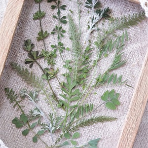 Pressed greenery. Handpicked wild greenery. Assortment of pressed dried herbs, leaves. Yarrow foliage. Botanical supply for craft.
