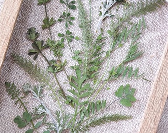Pressed Yarrow Foliage, Assorted Dried Greenery, Botanical Craft Supply