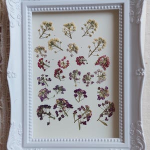 Fiore di Alyssum colorato per progetti in resina. Fiore di Alyssum pressato per artigianato floreale. Fiori viola e rosa. Arte floreale con fiori minuscoli.