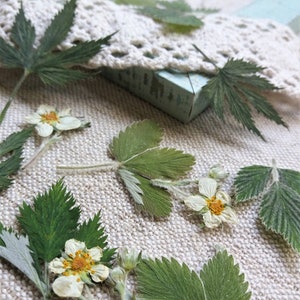 Natural preserved wild leaves. Fresh wild strawberry flowers and leaves. Pressed blackberry and raspberry leaves. Greenery supply for craft.