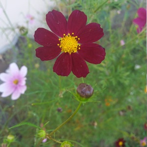 Real pressed Cosmos flower for framing. Large Cosmos flower mix color for craft projects. DIY flower framing. Dried flower supply. image 9