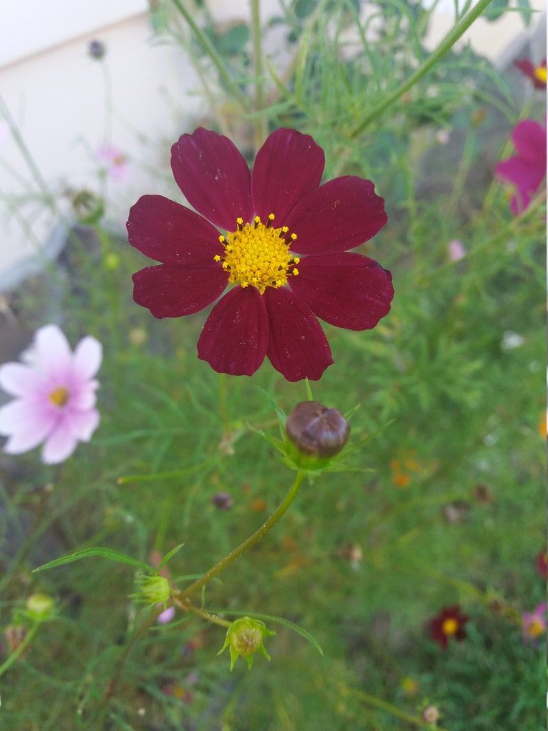 Real pressed Cosmos flower for framing. Large Cosmos flower mix color for craft projects. DIY flower framing. Dried flower supply. image 9