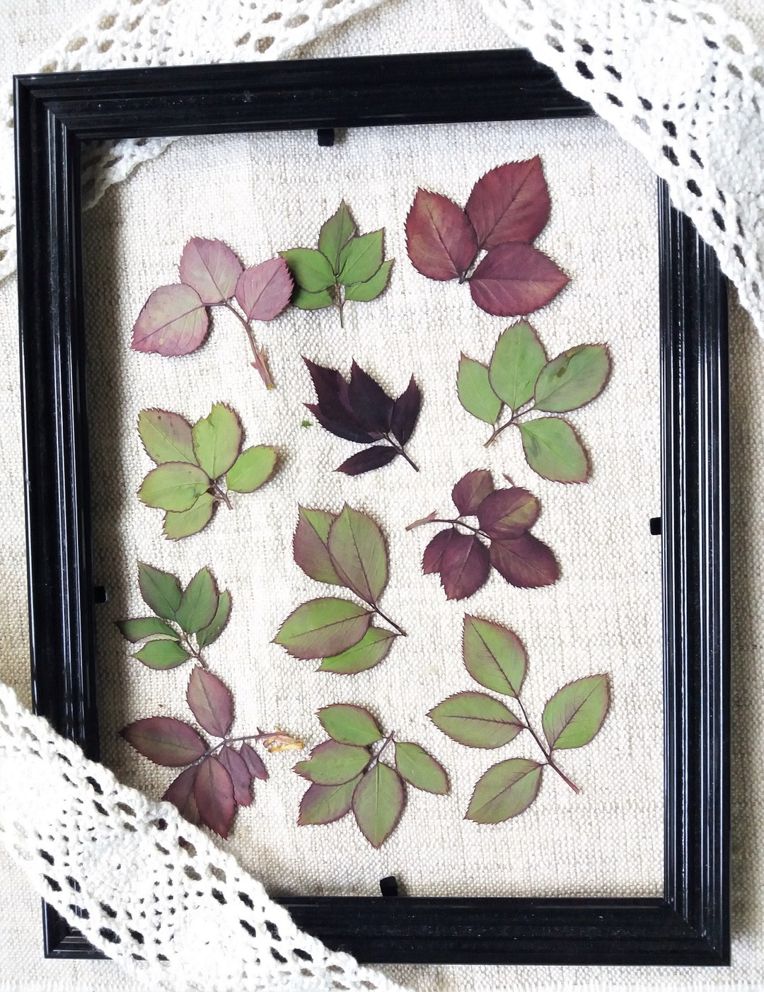 Pressed Rose Leaves: Green-red Dried Floral Craft, Set of 12 - Etsy