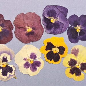 May include: Assortment of pressed pansies in various colors, including purple, yellow, and white, with brown and black markings. The pansies are arranged on a light blue background.