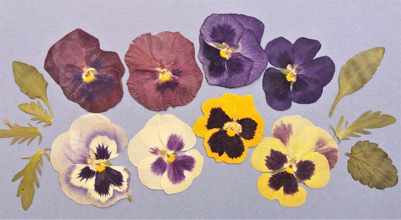 May include: Assortment of pressed pansies in various colors, including purple, yellow, and white, with brown and black markings. The pansies are arranged on a light blue background.