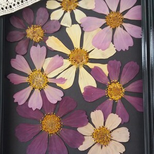 Real pressed Cosmos flower for framing. Large Cosmos flower mix color for craft projects. DIY flower framing. Dried flower supply. image 2