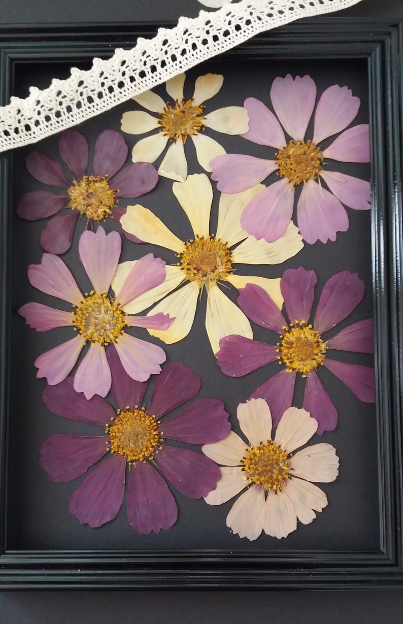 Real pressed Cosmos flower for framing. Large Cosmos flower mix color for craft projects. DIY flower framing. Dried flower supply. image 2