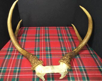 4 Point Deer Antlers from 1960's, From Lifetime Collection of One Man, 13" Span, Great Condition, Natural, See Photos