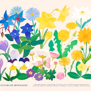 Riesige botanische Tafel „Bergblumen“ – Limitierter Kunstdruck