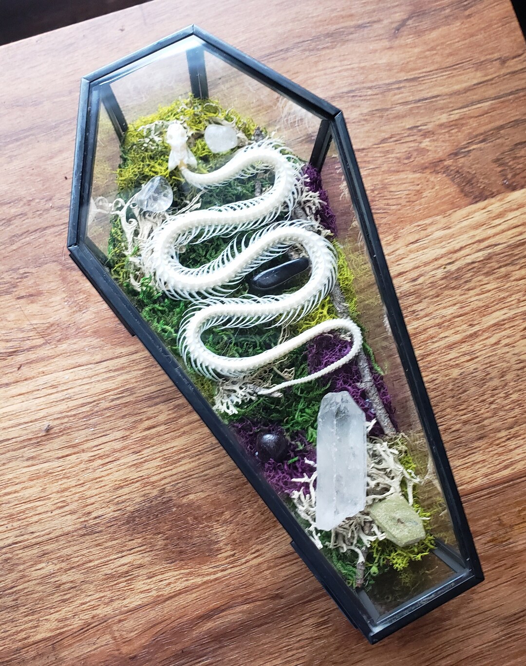 Small Glass Coffin Snake Terrarium With Crystals and Preserved Etsy