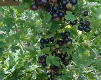 Black & Red Currants, Jostaberry and Grape plants. NOW SHIPPING. Mix or match.