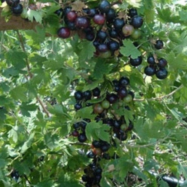 Black & Red Currants, Jostaberry and Grape plants. NOW SHIPPING. Mix or match.