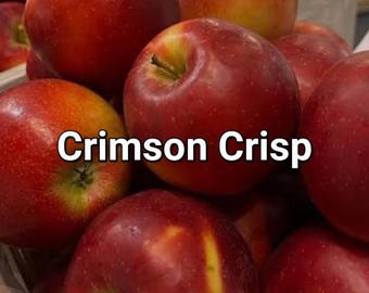 Dwarf Crimson Crisp Apple Tree. New baby trees, grafted this spring. 22" shipping height. Plant 3' apart in a row or 5-6' as stand-alone