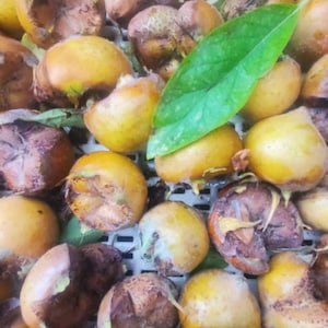 May include: A close-up shot of a collection of loquats, some whole and others partially cut open, revealing their flesh. The fruits are a mix of yellow and brown hues, with a few green leaves scattered among them.
