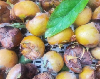 Medlar Fruit Trees, Royal Breda Giant Varieties, Ornamental Pink Flowers
