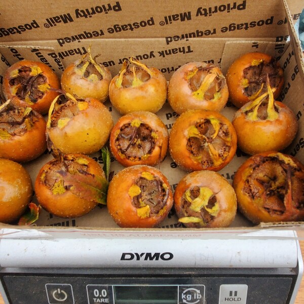 ¡Fruta de níspero! Este octubre. Mespilus, ׶ּ֥֯; Mushmoll, Musmula, meslier, medler, cu d'singe cu d'ane", 'Breda Giant' y 'Royal'. 1 a 40 libras