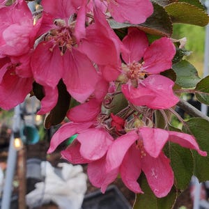 Apple trees (2), Redfleshed, 5 yo, fruiting Dwarf-Standard, Honeycrisp, Karmijn, Jonathan, Akane, Goldrush, Melrose, Gala,SkipleyFarm.com
