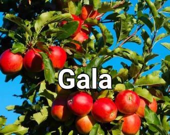 Dwarf Gala Apple Tree. New baby trees, grafted this spring. 22" shipping height. Plant 3' apart in a row of trees or 5-6' as stand-alone