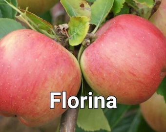 Dwarf Florina Apple Tree. New baby trees, grafted this spring. Buy 2, get a free Honeycrisp. Dwarfs grow 3' to 8'. Free Shipping >35 dollars