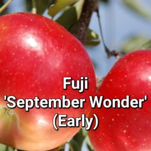 May include: Close-up of two ripe Fuji apples, with a vibrant red skin and a slight blush of yellow. The text on the image reads "Fuji 'September Wonder' (Early)". The apples are on a branch with green leaves.