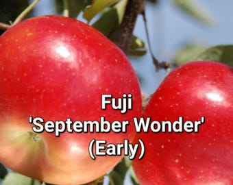 Dwarf Fuji 'Sept. Wonder'. New baby trees, grafted this spring. 22" shipping height. Plant 3' apart in a row of trees or 5-6' as stand-alone