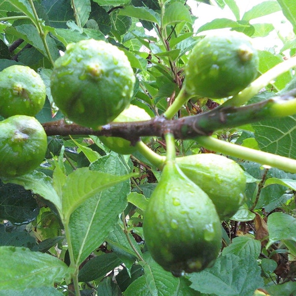 Fig, Lattarula , Cherry 'Lapins'