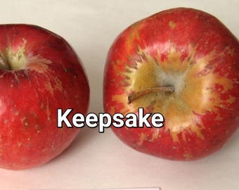 Dwarf Keepsake Apple Tree. New baby trees, grafted this spring. 22" shipping height. Plant 3' apart in a row of trees or 5-6' as stand-alone