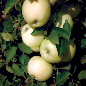 May include: A cluster of ripe, pale yellow apples hanging on a tree branch, surrounded by green leaves. The apples have a smooth skin and are partially shaded by the foliage. The image captures a natural, outdoor scene.