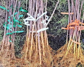 Rootstock Dwarf to Standard Certified, quantity discounts, 1/8" to 1/4 inch. Grafting and pruning supplies.Apple, Peach, Plum, Pear, Cherry