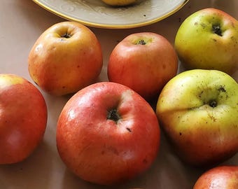 Winecrisp and Topaz Apple Trees, Pollinizers, Easy Growing - Dwarf or semidwarf trees, Skipley Farm - organically  grown Fruiting plants