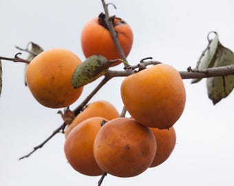 Persimmon  Oriole variety