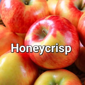 May include: Close-up of a pile of Honeycrisp apples. The apples are a mix of red and yellow, with a crisp, shiny appearance. The text "Honeycrisp" is displayed in white letters across the image.
