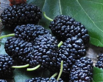 Mulberry, شجرة التوت shelkovitsa moruše morwa eperfa dut 'Early Bird' Tree, Fruiting Morus alba x rubra, 4 Foot Tall, Skipley Farm
